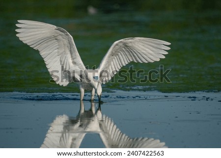Little Egret, Egretta garzetta is hunted in Isikli Lake, Turkey.