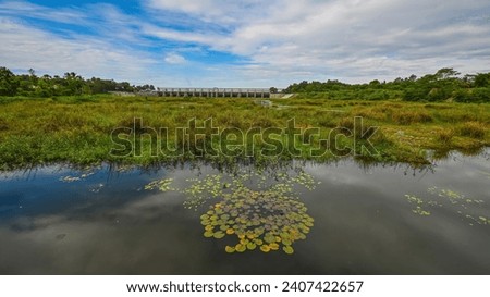 The dam with lotus leaves, Beautiful lotus flower in the lake and lotus flower plants, pure  lotus leaf with blue sky.