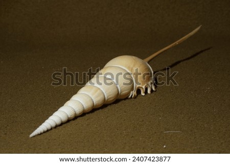 Closeup view of Tibia fusus also known as  Spindle tibia or Shinbone Tibia Gastropod. Royalty-Free Stock Photo #2407423877