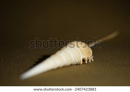 Closeup view of Tibia fusus also known as  Spindle tibia or Shinbone Tibia Gastropod. Royalty-Free Stock Photo #2407423881