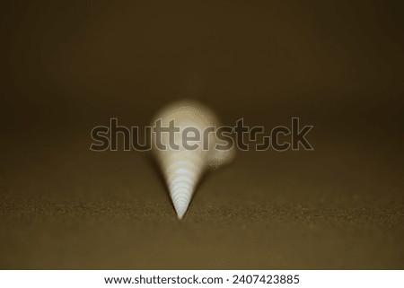 Closeup view of Tibia fusus also known as  Spindle tibia or Shinbone Tibia Gastropod. Royalty-Free Stock Photo #2407423885