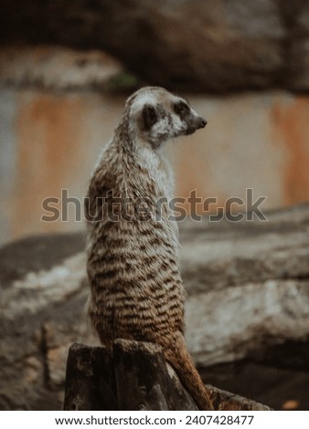 cute photo of Meerkat standing