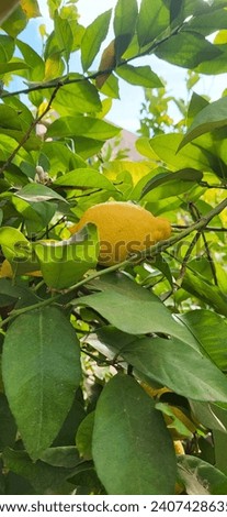 A vibrant lemon tree laden with ripe, yellow fruits. The glossy leaves frame the scene, and the sunlight enhances the citrus hues, creating a refreshi