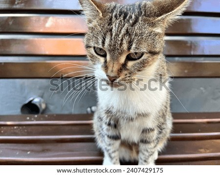 Macro photo cute cat. Stock photo animal kitty cat