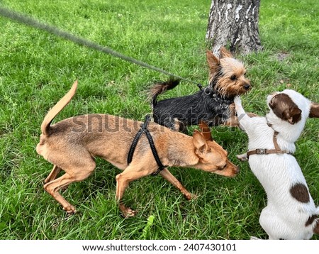 Macro photo animals play dogs. Stock photo cute fun pet puppy dogs