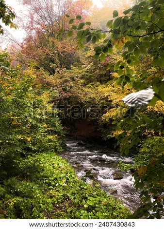the flow of a rocky river in an autumn mountain forest among red, yellow and green bright foliage