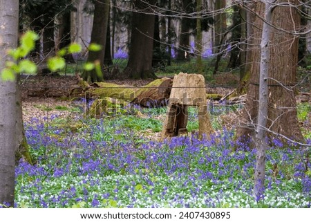 bluebell carpet in the belgian woods Royalty-Free Stock Photo #2407430895