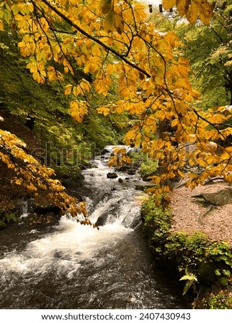 the flow of a rocky river in an autumn mountain forest among red, yellow and green bright foliage