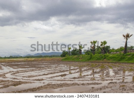 Landscape pictures of rural areas Central region of Thailand Groups of rain clouds against the rice fields where the soil is prepared for planting rice plants in September every year.