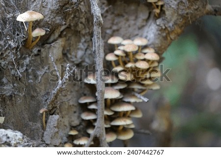 Hypholoma fasciculare mushrooms growing on a stump in October. Hypholoma fasciculare, the sulfur tuft or clustered woodlover, is a common woodland mushroom. Berlin, Germany Royalty-Free Stock Photo #2407442767