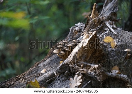 Hypholoma fasciculare mushrooms growing on a stump in October. Hypholoma fasciculare, the sulfur tuft or clustered woodlover, is a common woodland mushroom. Berlin, Germany Royalty-Free Stock Photo #2407442835