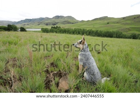 AUSTRALIAN CATTLE DOG aka blue heeler. six month old puppy in a field  