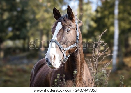 Beautiful horse in Sweden summer