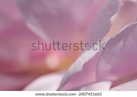 Beautiful rose petal layered image retouched into a shadow pink soft image texture (Natural+flash light, macro close-up photography)