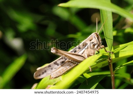 Japanese Locust (Tsuchiinago, Patanga japonica) sitting on a grass (Sunny outdoor field, closeup macro photography)