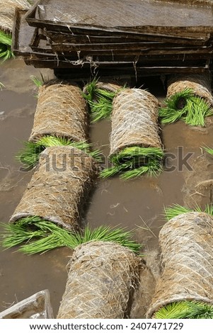 Making rice seeds for transplanter machines in the form of rolls. Rural area Indonesia. Selective focus.