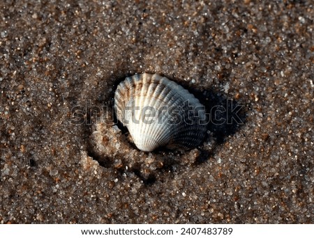 Lonely sea shell on the brown sandy beach