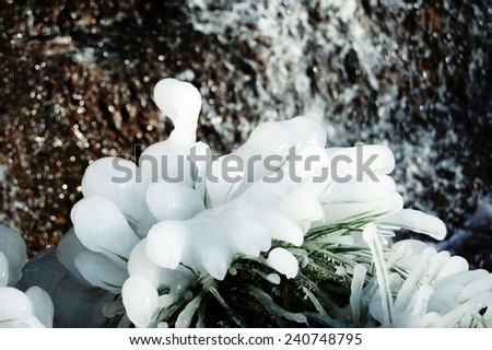 bush grass in a thick layer of ice near a waterfall in winter, toning
