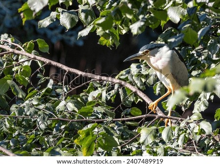 Nycticorax nycticorax, the Black-crowned Night Heron, graces wetlands with nocturnal elegance. Recognized by its sleek plumage, this heron adds mystery to moonlit waters.