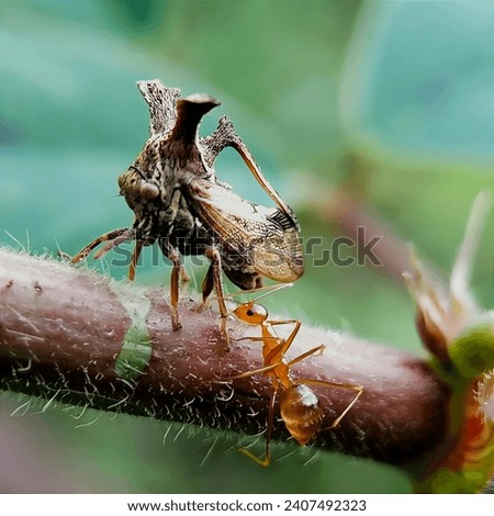 Treehoppers and thorn insects are members of the Membracidae family,