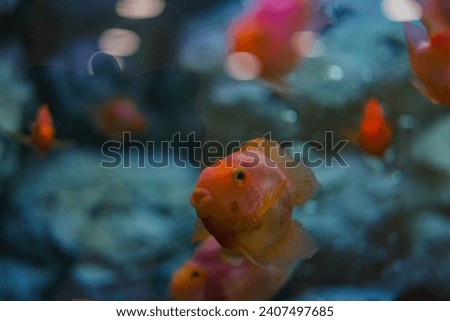 many fish in aquarium tank