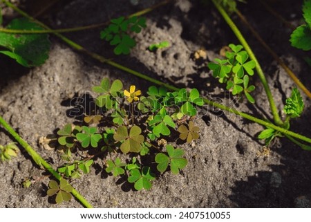 Yellow Wood Sorrel yellow flower and clover like leaves. Bright sunlight on perennial meadow. Royalty-Free Stock Photo #2407510055