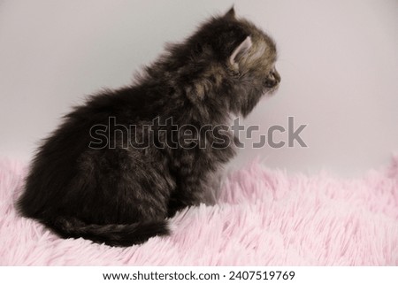 Black Siberian kitten 4 weeks old