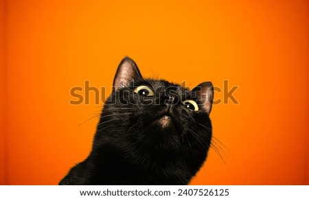 amusing picture of a short-haired British cat on an orange background with copy space, appearing shocked or confused.