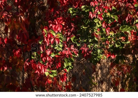 Virginia creeper (Parthenocissus quinquefolia) leaves and fruits