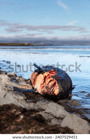 A small whale - Harbour porpoise - dead and stranded on a shore in north west Iceland.  Royalty-Free Stock Photo #2407529451