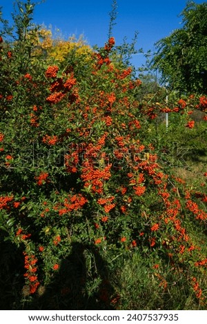 Scarlet firethorn with orange berries Royalty-Free Stock Photo #2407537935