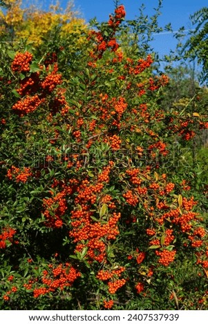 Scarlet firethorn with orange berries Royalty-Free Stock Photo #2407537939