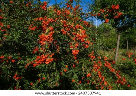 Scarlet firethorn with orange berries Royalty-Free Stock Photo #2407537941