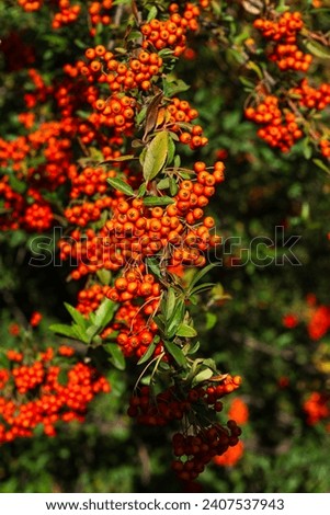 Scarlet firethorn with orange berries Royalty-Free Stock Photo #2407537943