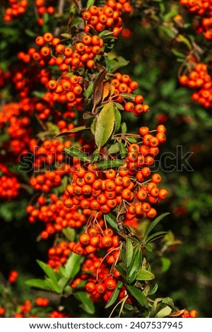 Scarlet firethorn with orange berries Royalty-Free Stock Photo #2407537945