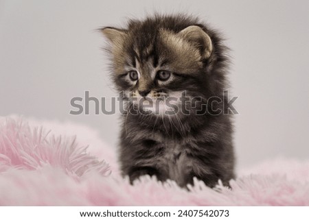 Black Siberian kitten 4 weeks old