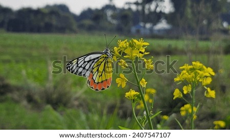 A colorful and beautiful butterfly sits on the mustard flowers.