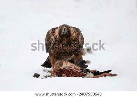 Golden eagle eats its prey.
The look says a lot.
Picture taken in Sweden.