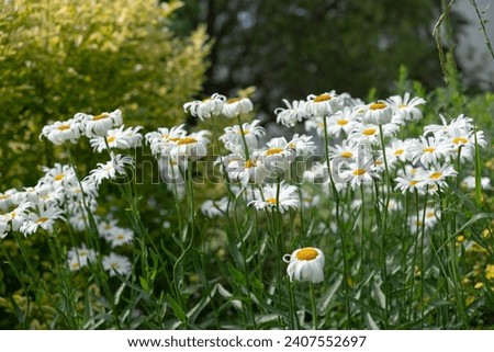 colony of Leucanthemum vulgare or oxeye daisies in the hot sun Royalty-Free Stock Photo #2407552697