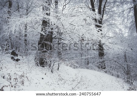 road passing by a frozen tree in winter forest
