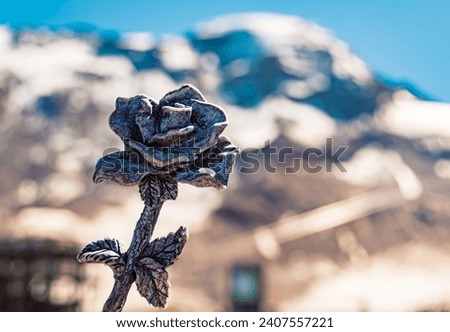 Details of a stone rose at the famous Kaunertal Glacier Road, Landeck, Tyrol, Austria