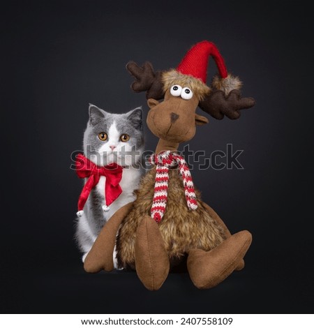 Cute young adult blue with white British Shorthair cat, sitting up facing front beside toy reindeer wearing red velvel bow tie. Looking towards camera with orange eyes. Isolated on black background.