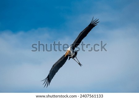 The greater adjutant is a member of the stork family, Ciconiidae. Its genus includes the lesser adjutant of Asia and the marabou stork of Africa.