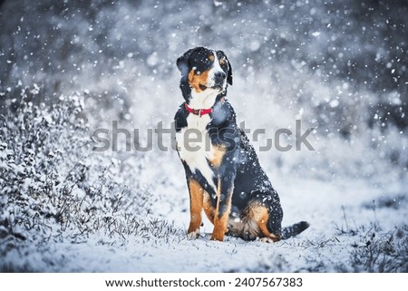 Greater  swiss mountain dog female        
