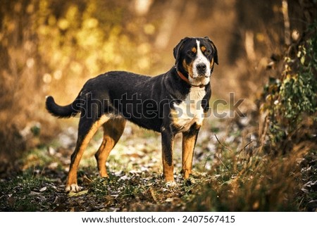 Greater  swiss mountain dog female         Royalty-Free Stock Photo #2407567415