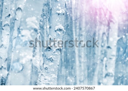 Natural background with white trunks of  birch tree. Snow-covered birch tree trunks.