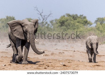A wild bunch, Elephants in the Savuti marshes, Botswana. 
Fine art pictures
