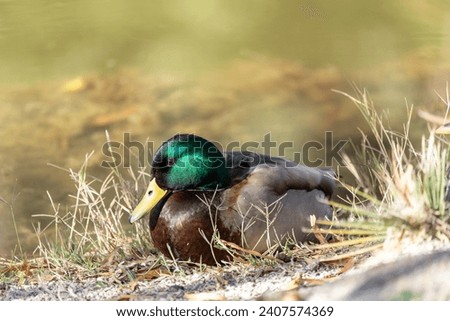 Mallard duck resting in Agua Caliente Regional Park - Tucson Arizona
