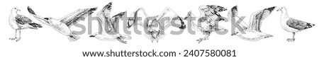 Hand drawn monochrome seagulls collection Royalty-Free Stock Photo #2407580081