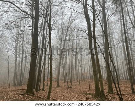 Scary walk in the misty forest